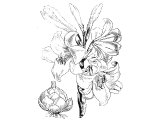 White Lily (Lilium Candidum) (cf Song.2.1,2,16, 5.13, 1K.7.19,22, Mt.6.28, Lk.12.27)
